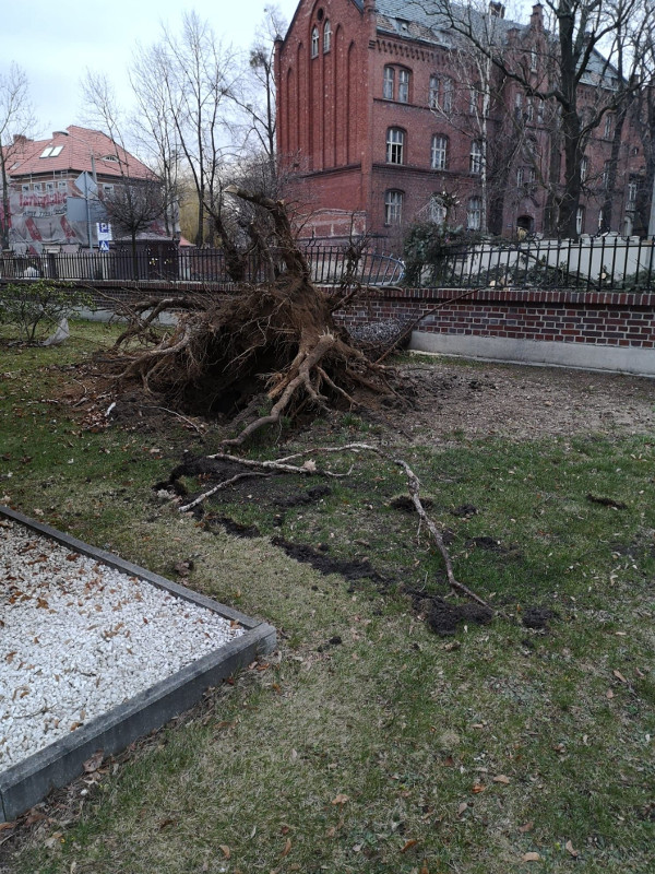 Powalone drzewo i uszkodzony płot
