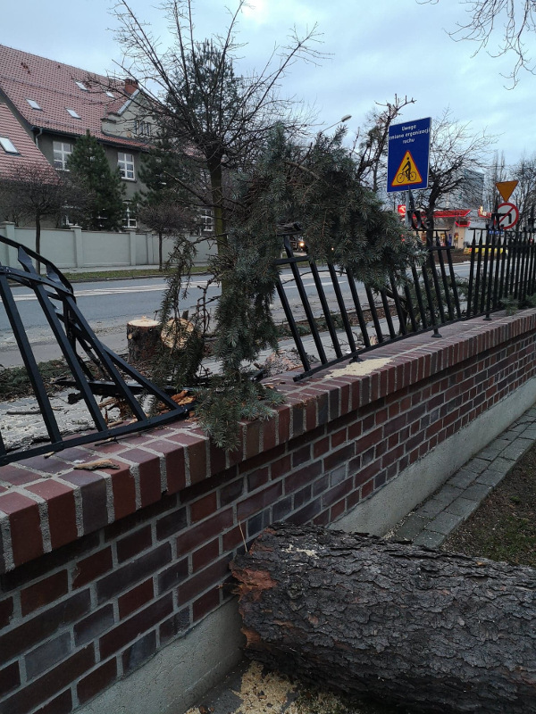 Powalone drzewo i uszkodzony płot