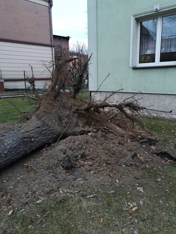 Powalone drzewo i uszkodzony płot
