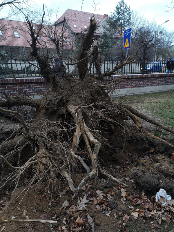 Powalone drzewo i uszkodzony płot