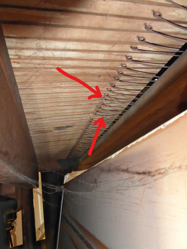 RATUJMY NASZE ORGANY